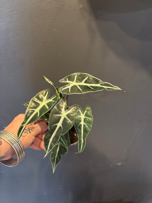 Alocasia Bambino