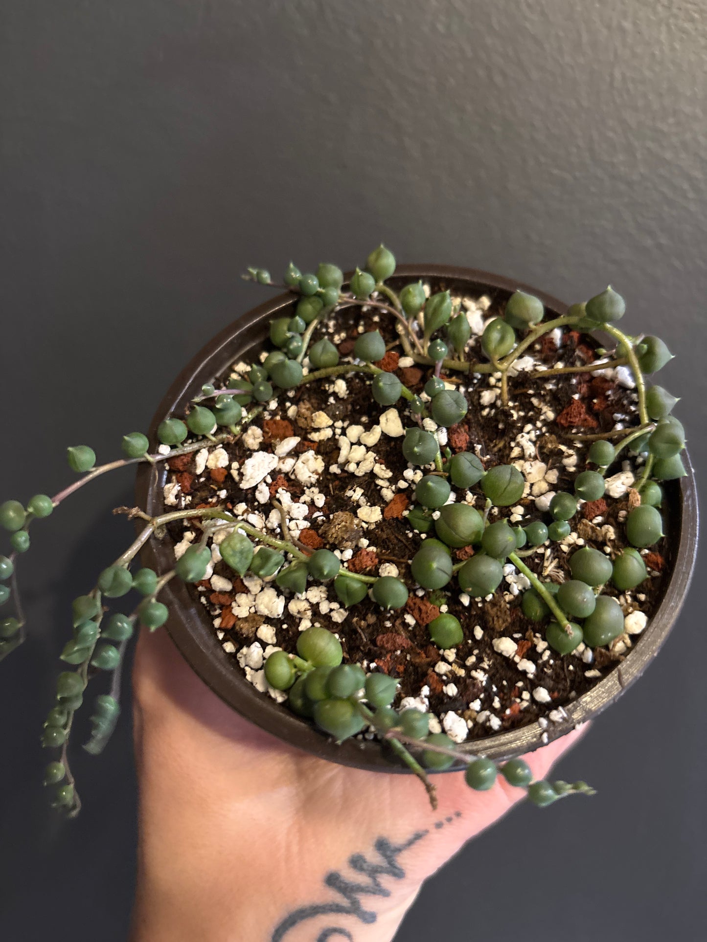 Senecio Rowleyanus - String of Pearls