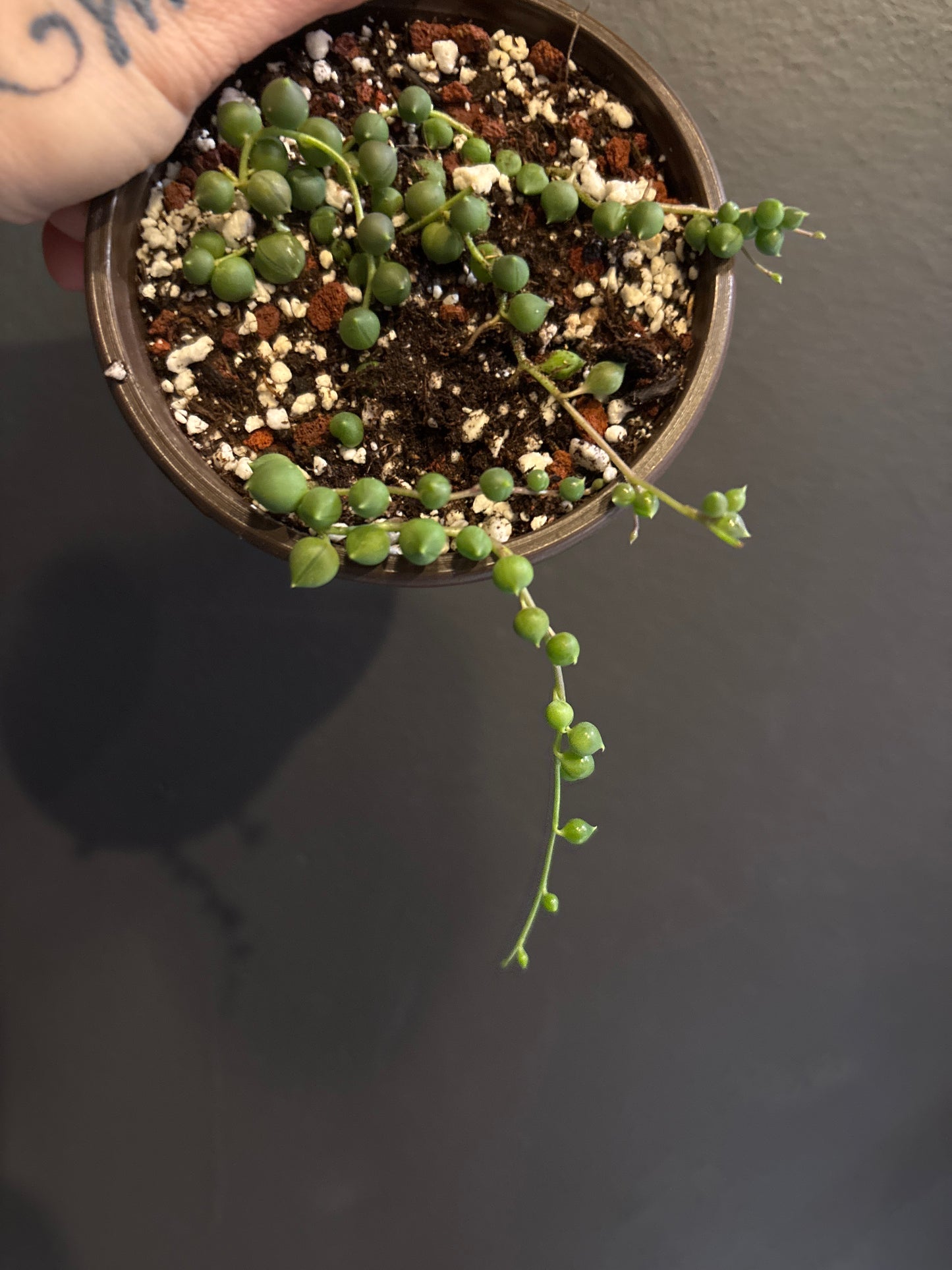 Senecio Rowleyanus - String of Pearls