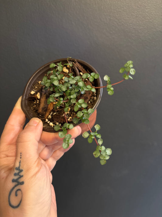 Pilea Glauca ‘Silver Tiny Baby Tears’