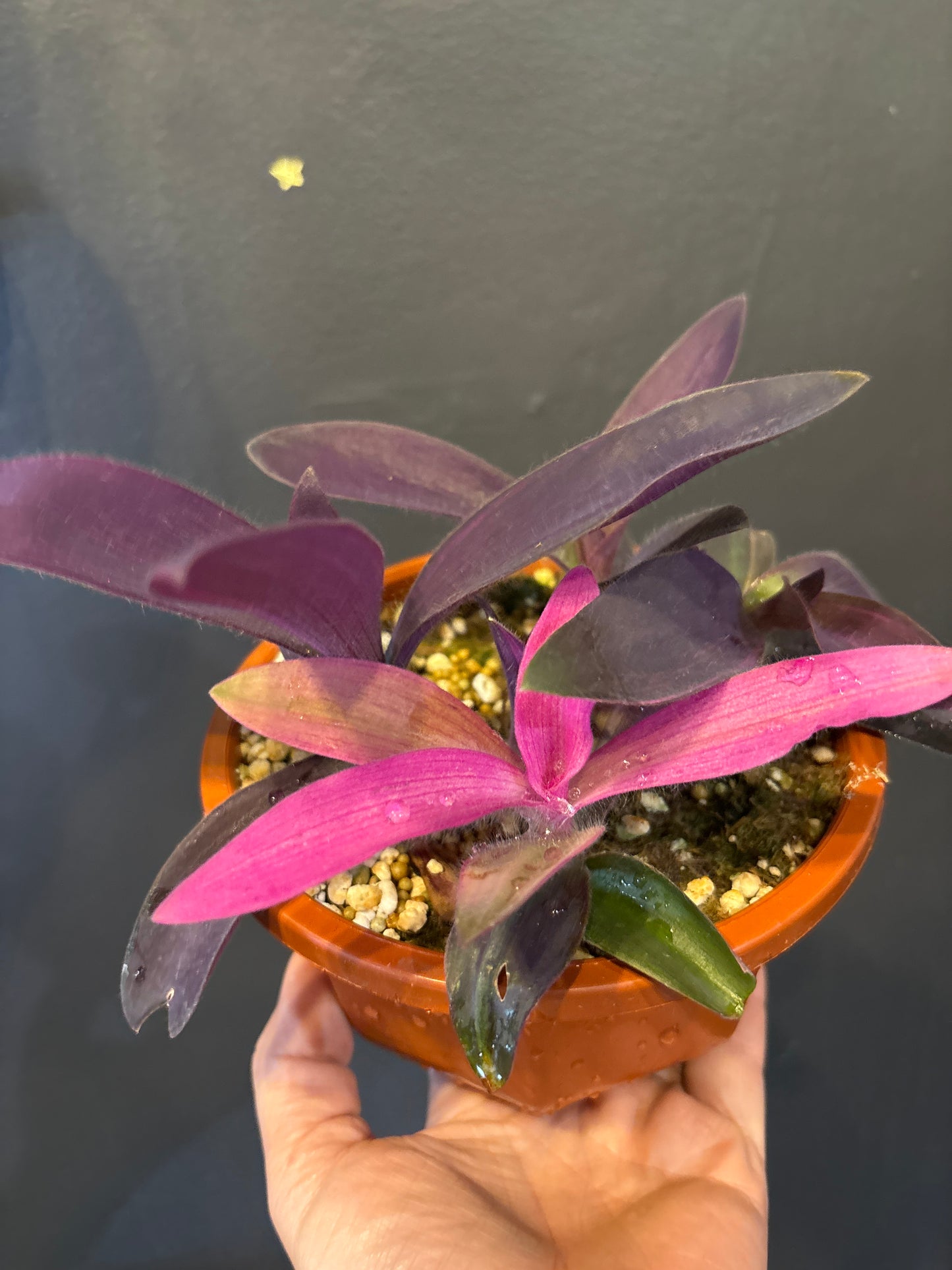 Tradescantia Pallida Variegata - Purple Heart