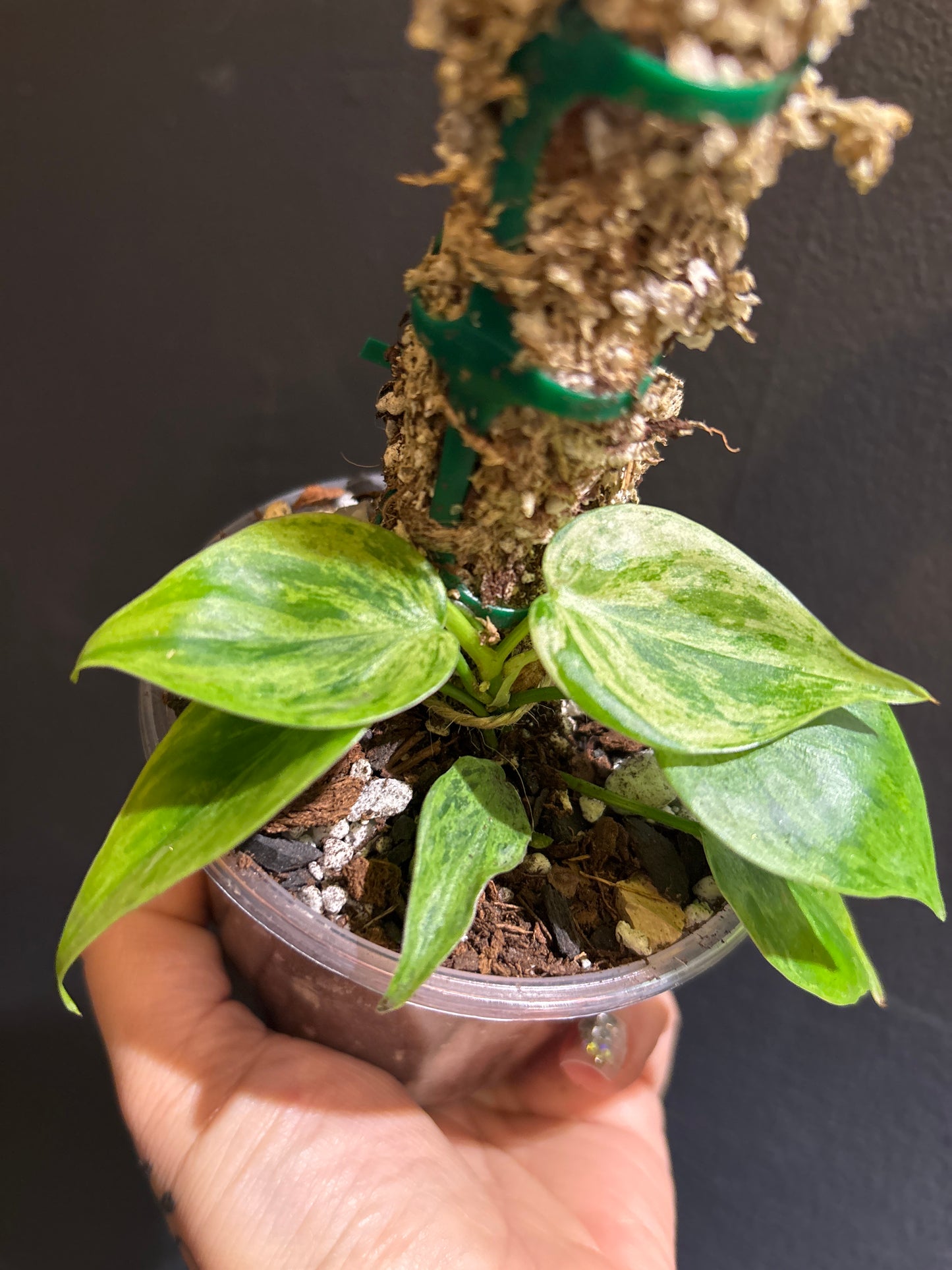 Philodendron hederaceum ‘Variegata’ (Variegated Heart Leaf Philodendron)