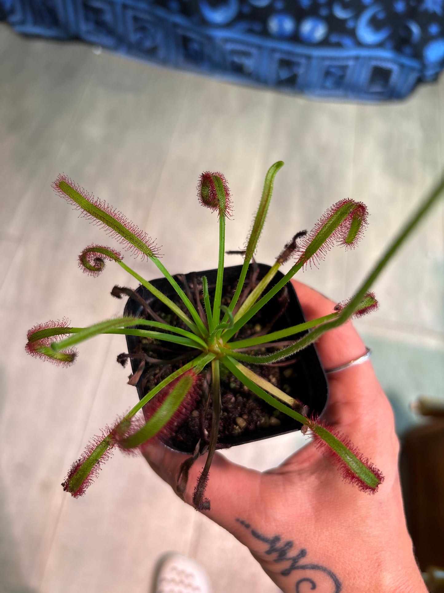 Drosera Capensis 'True Giant'