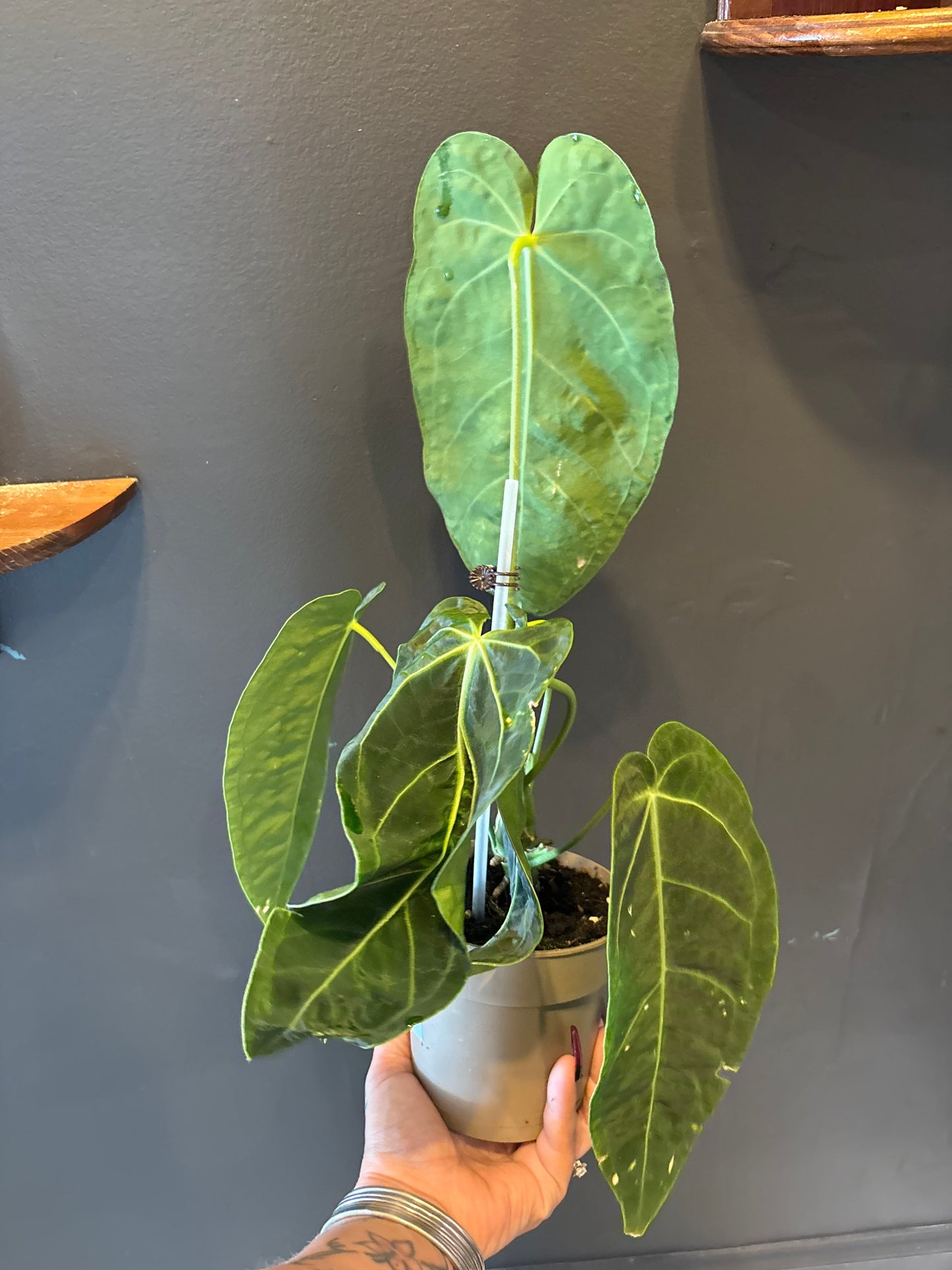 Anthurium  Waroqueanum 'Queen Anthurium'