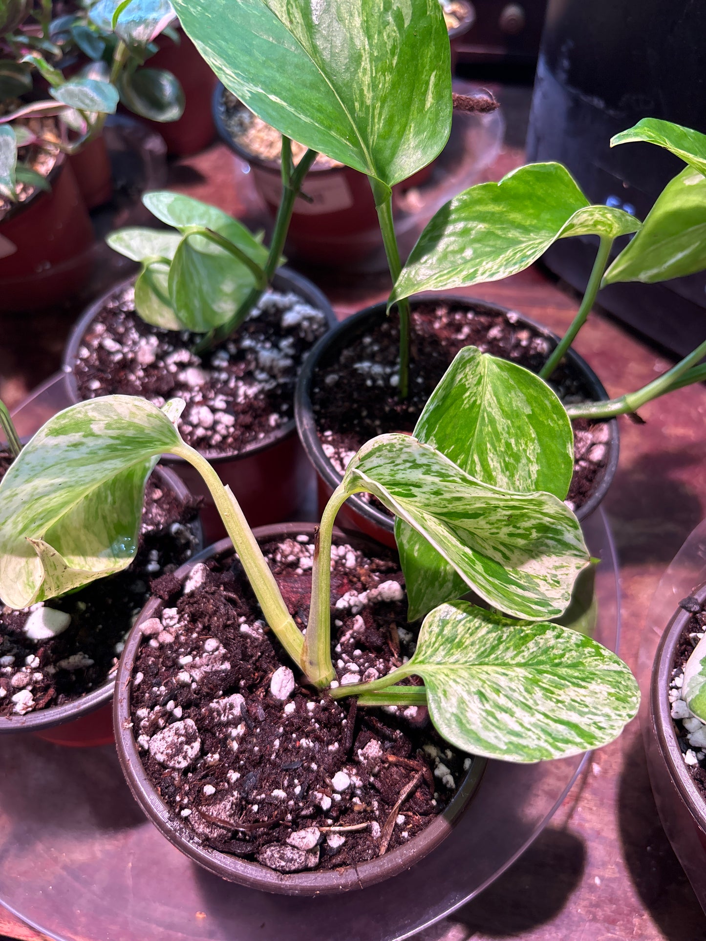 Pothos Marble Queen