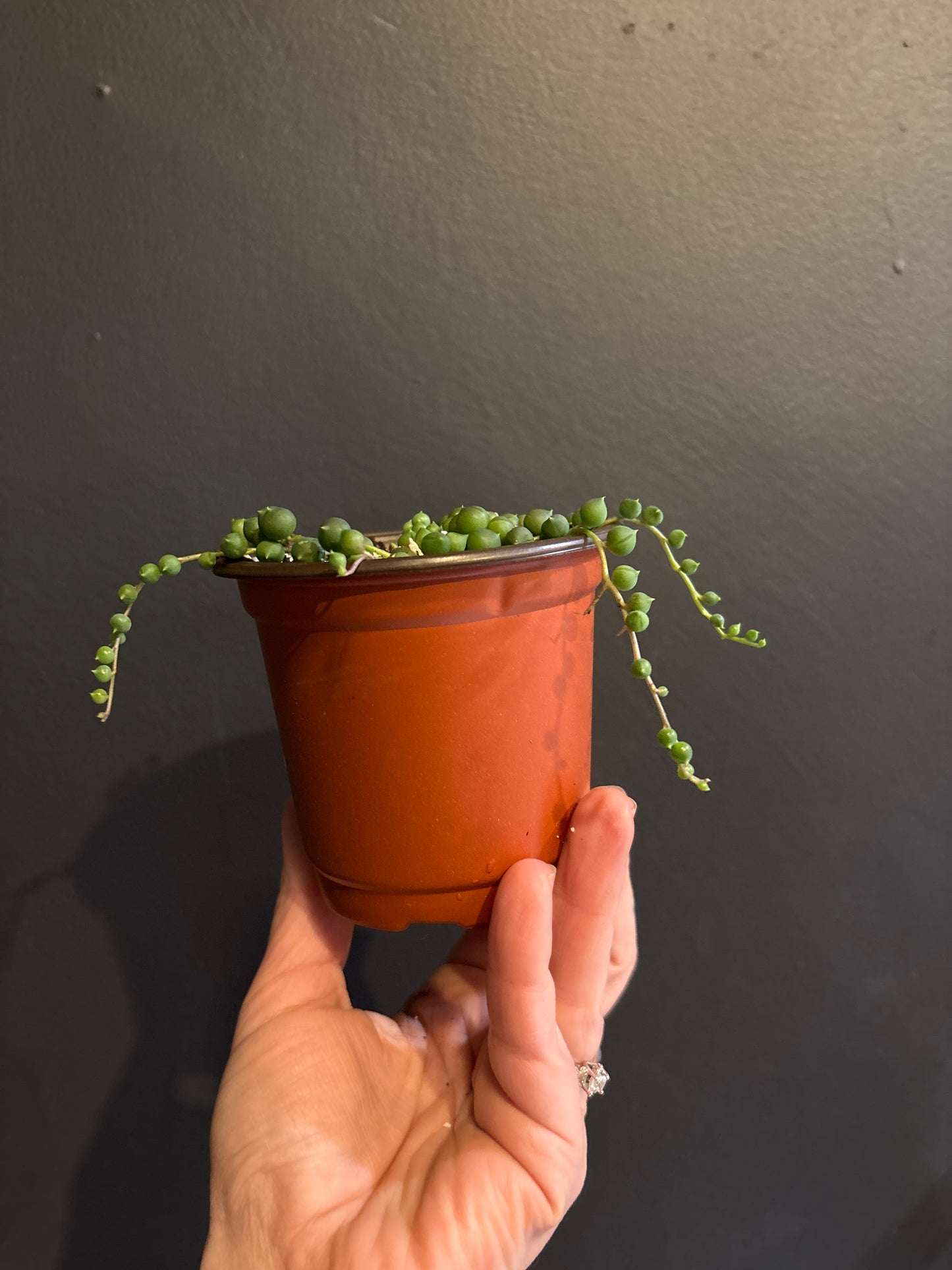 Senecio Rowleyanus - String of Pearls