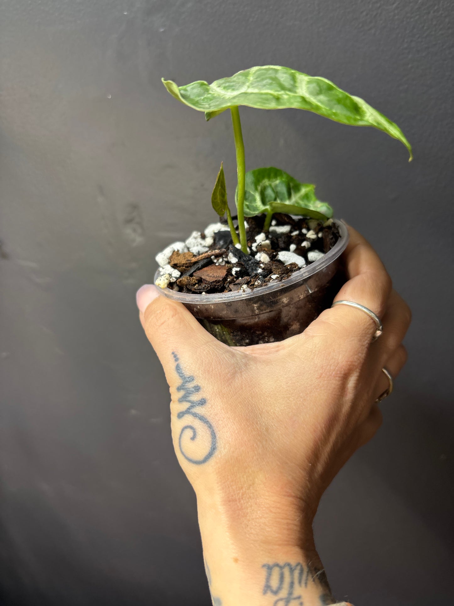 Anthurium Silver Blush