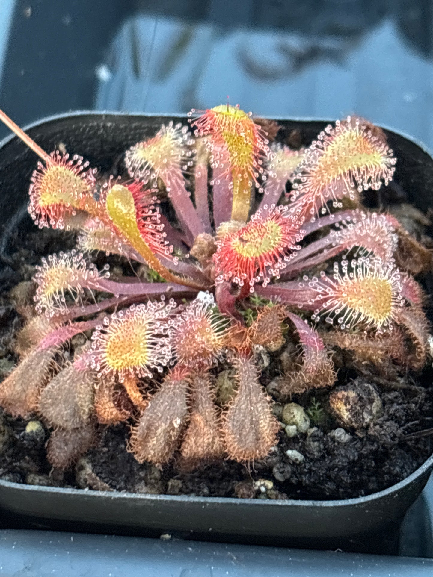 Drosera Collinsiae Carniverous Plant Sundew