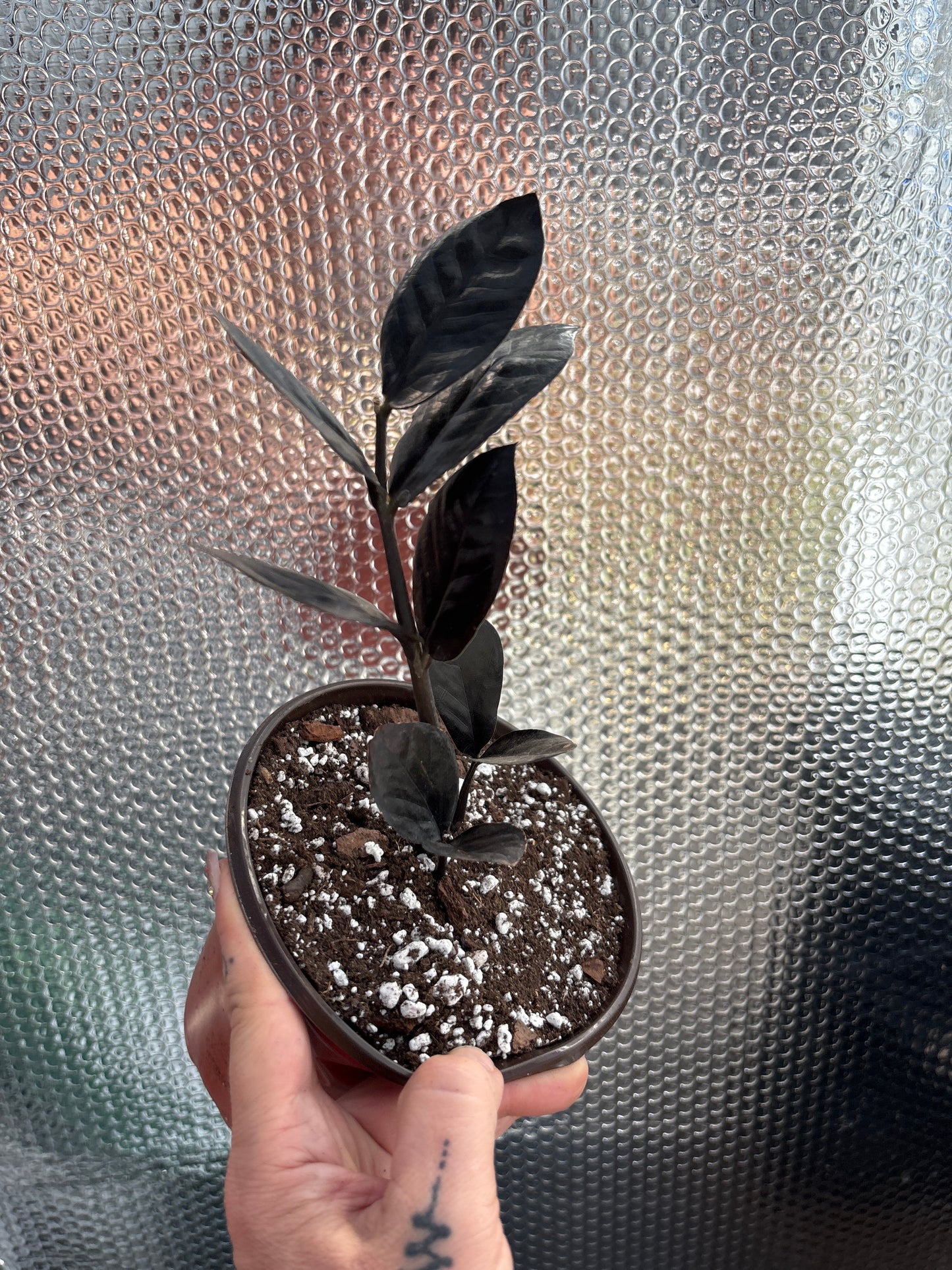 Zamioculcas zamiifolia ‘Raven’ (Raven ZZ Plant): The Bold Black Beauty