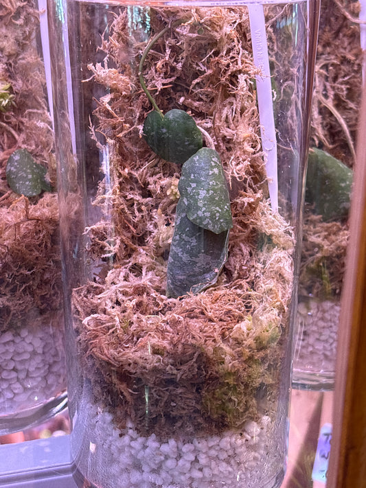 Hoya imbricata – A Rare Epiphytic Marvel for the True Collector | Curio botanica