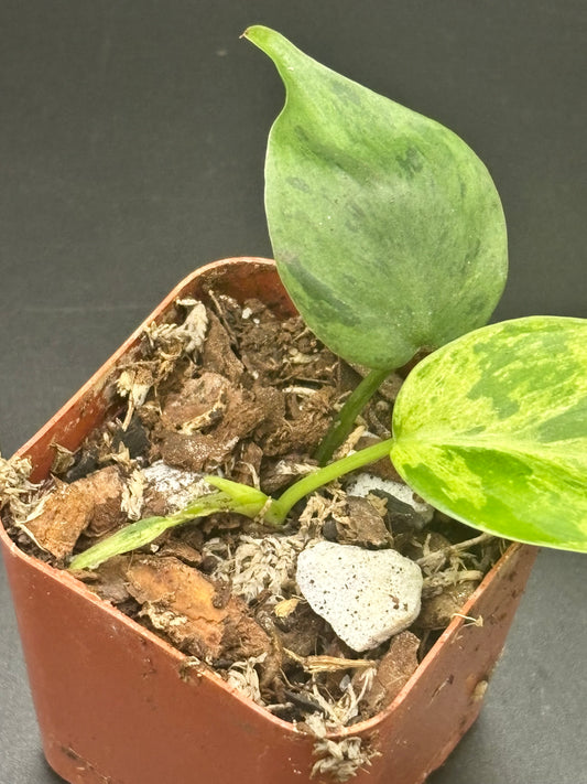 Variegated Heart Leaf Philodendron