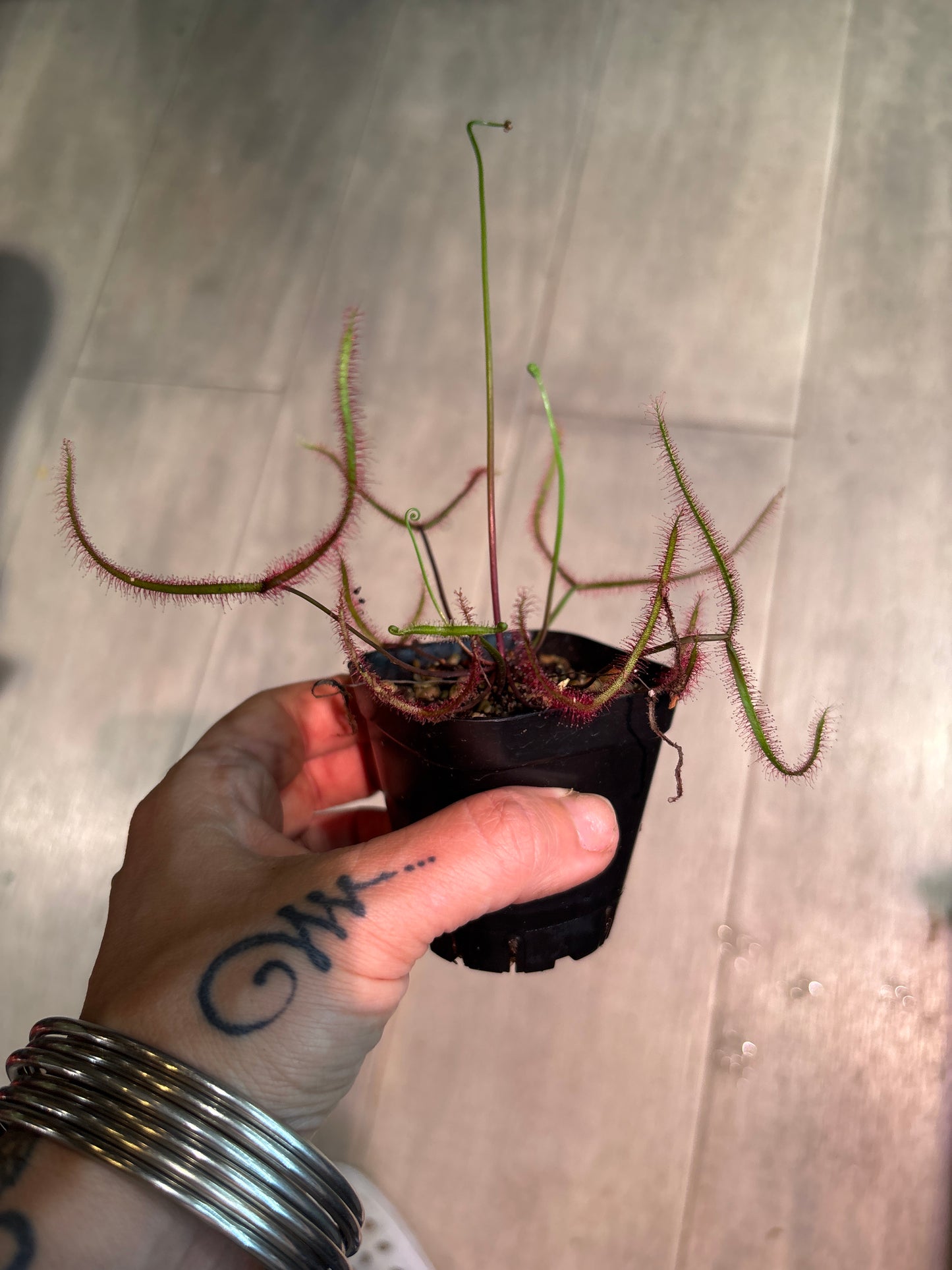 Drosera Dichatoma 'Giant'