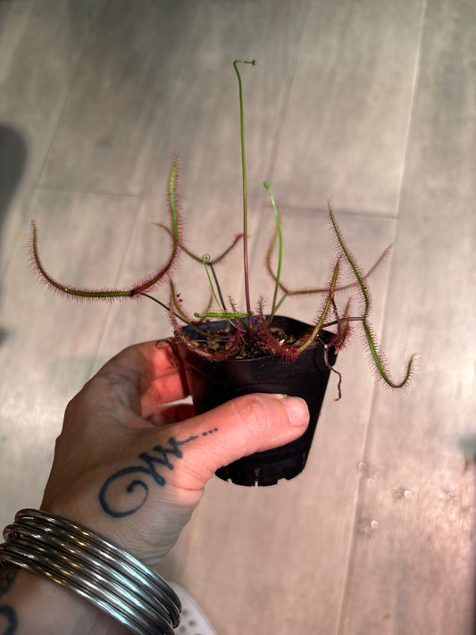 Drosera Dichatoma 'Giant'