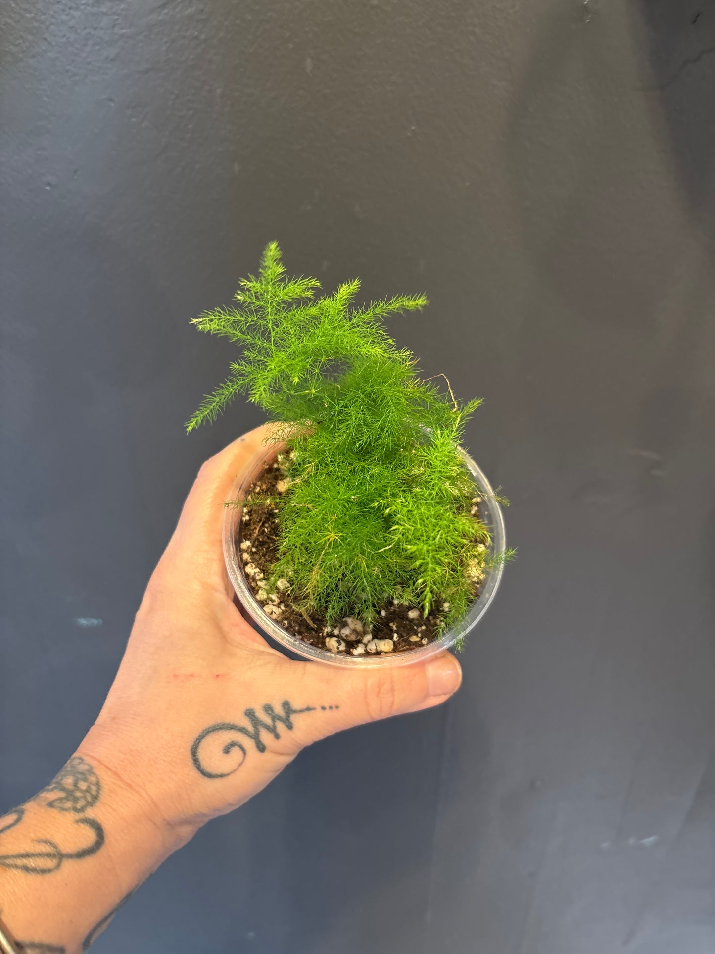 Asparagus Fern