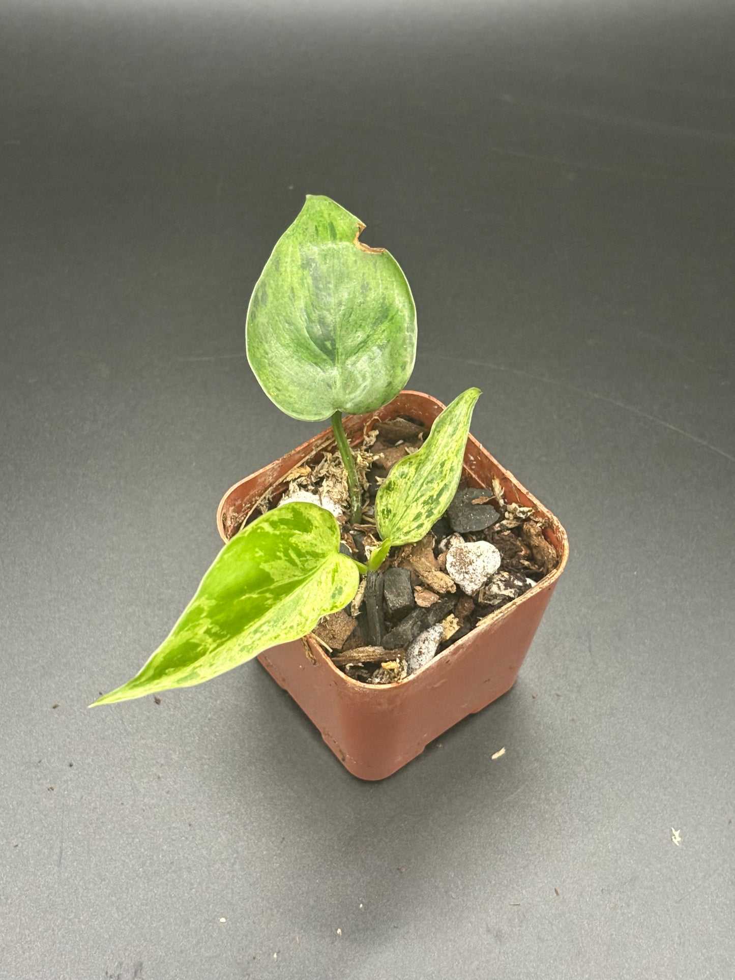 Variegated Heart Leaf Philodendron