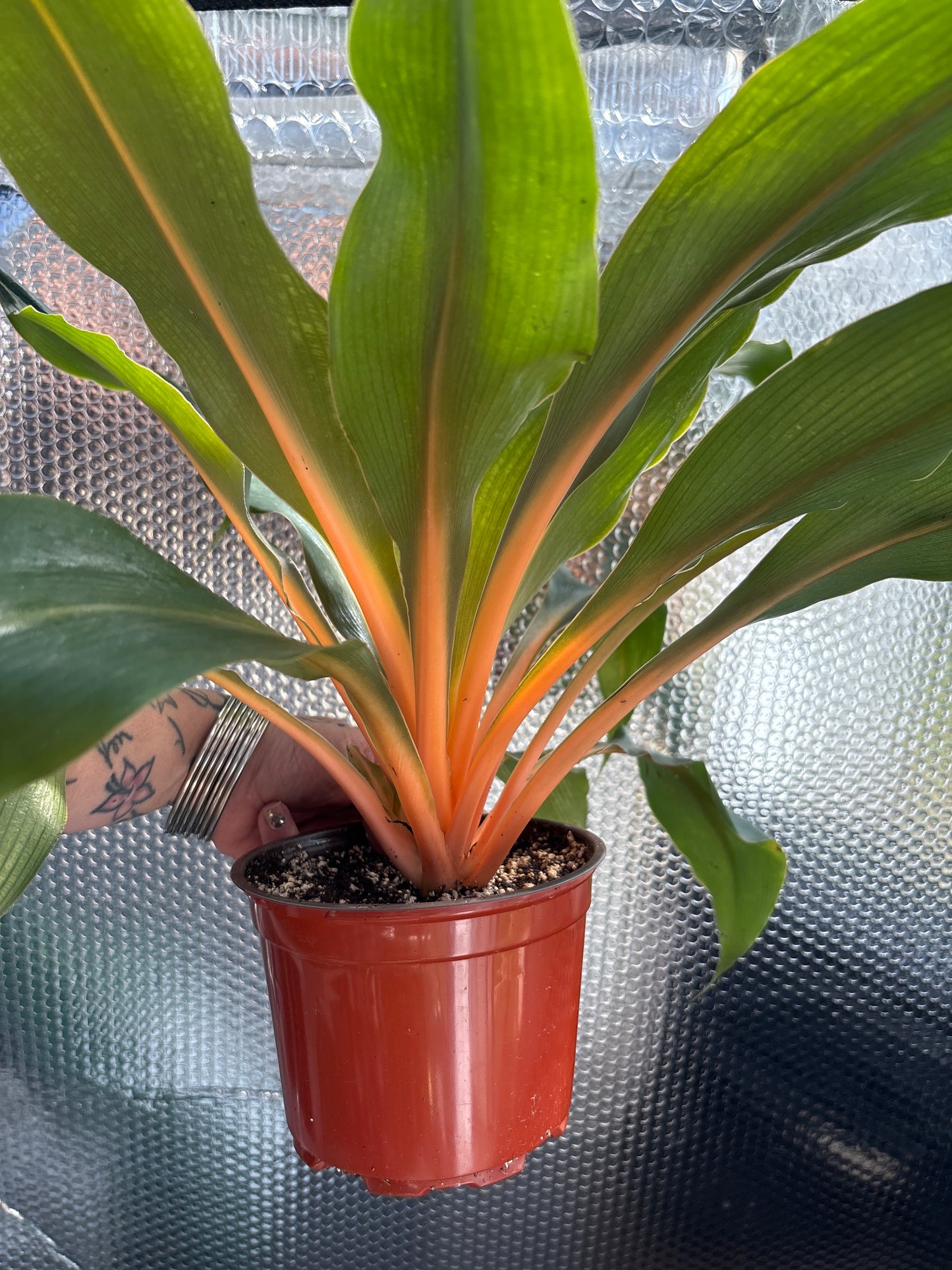 Chlorophytum comosum ‘Mandarin’: The Mandarin Spider Plant