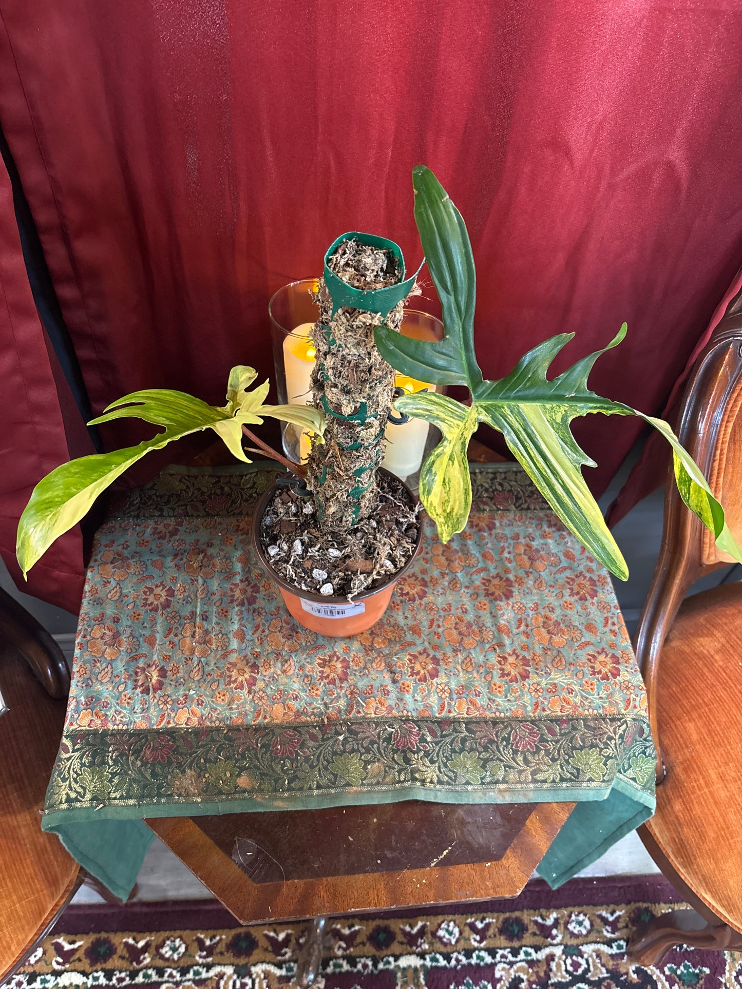 Florida Beauty Variegated Philodendron