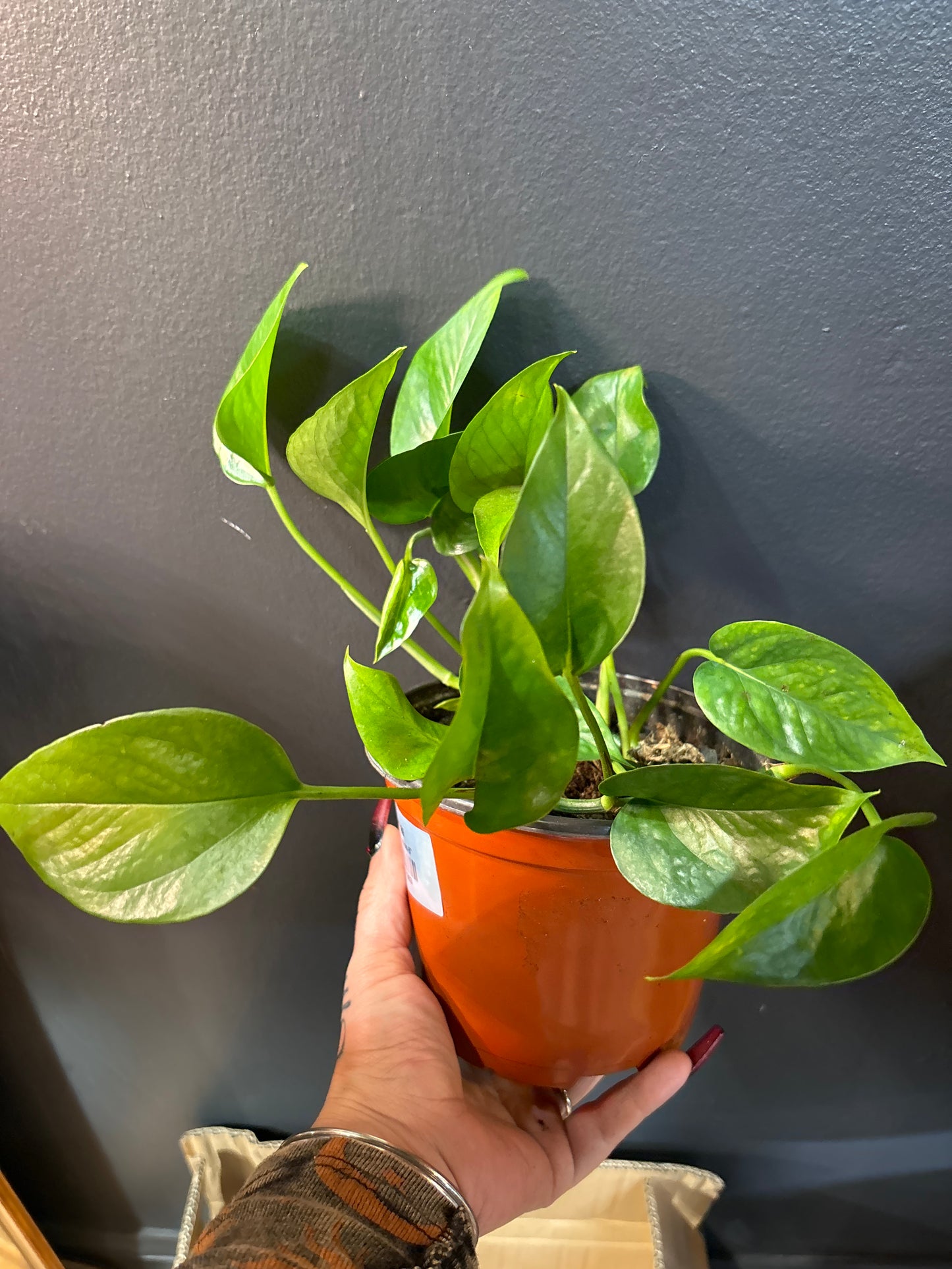 Jade Pothos 6”