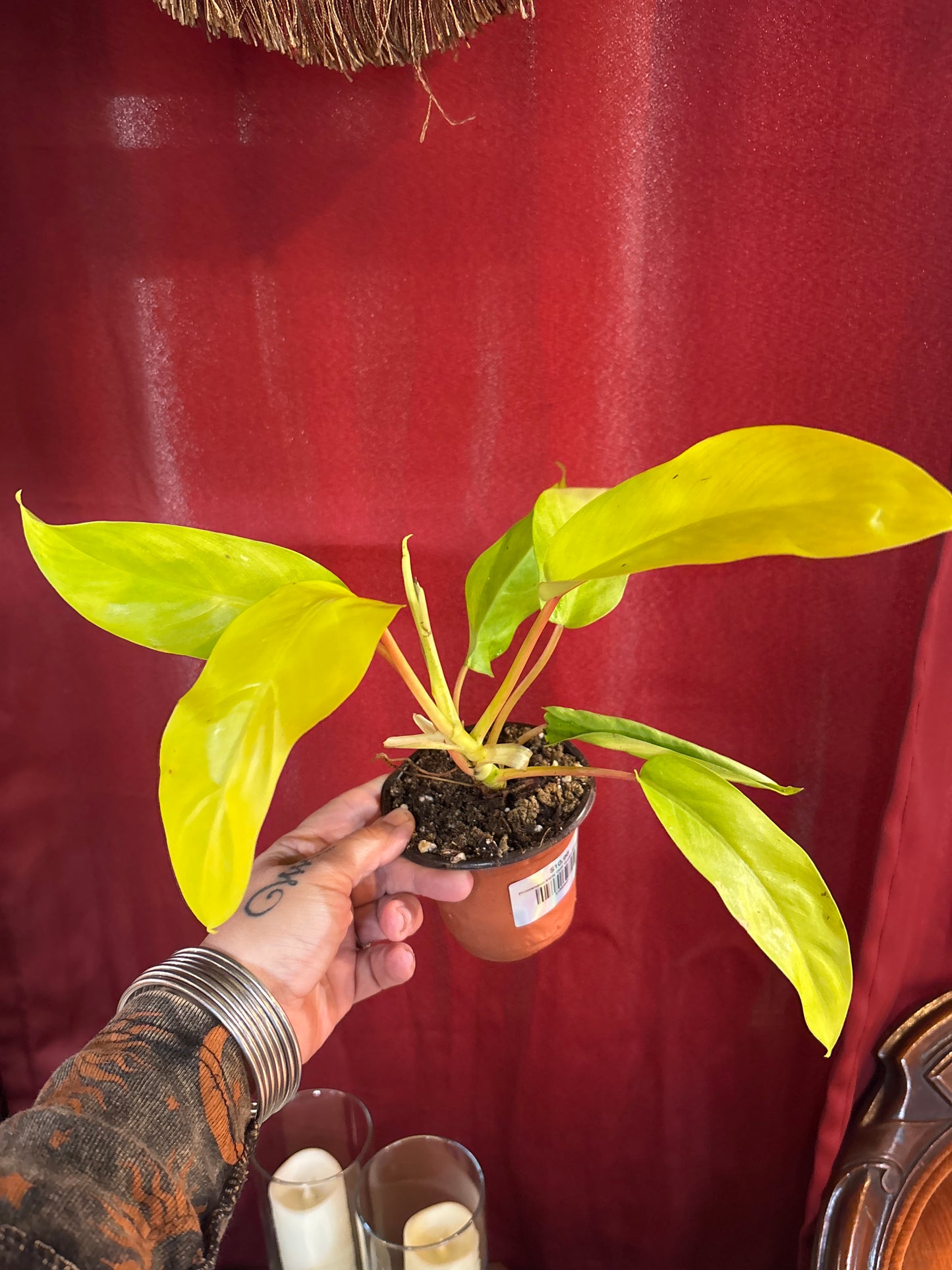 Philodendron Malay Gold ‘Golden Goddess’