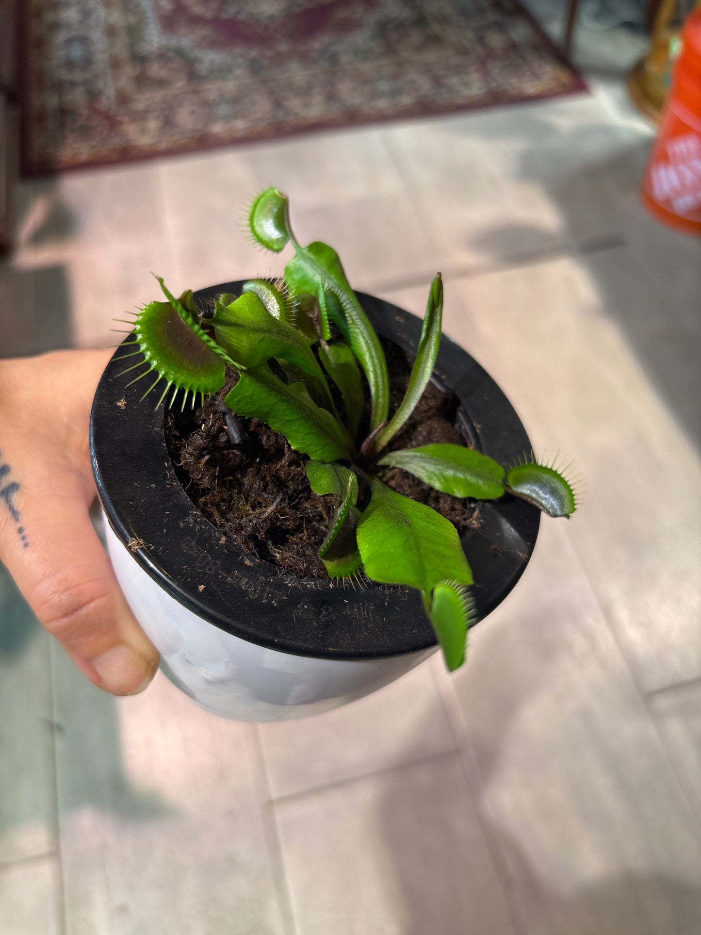 Venus Fly Trap Akai Ryu - Carnivorous Plant