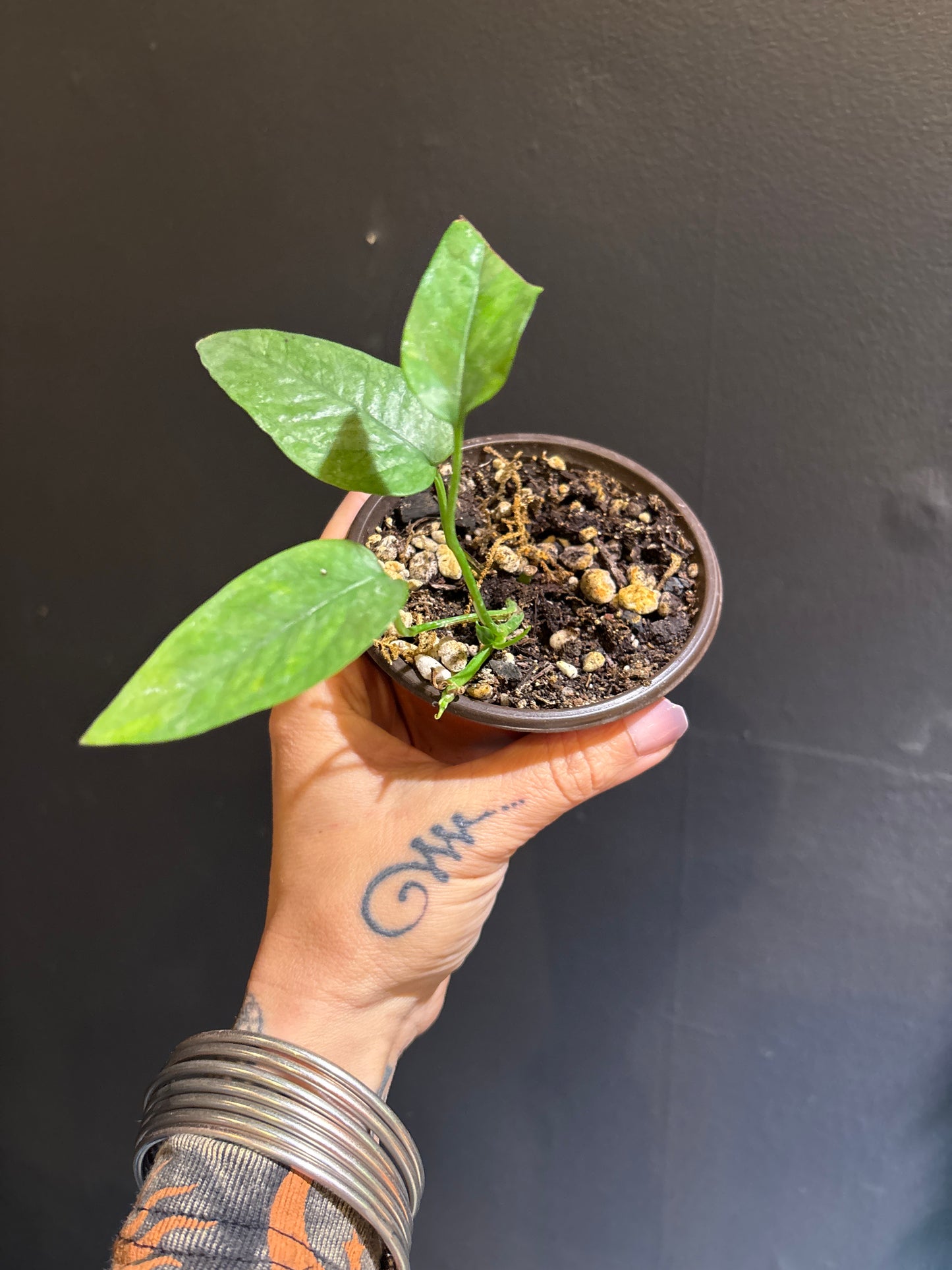 Cebu Blue (Epipremnum pinnatum 'Cebu Blue')