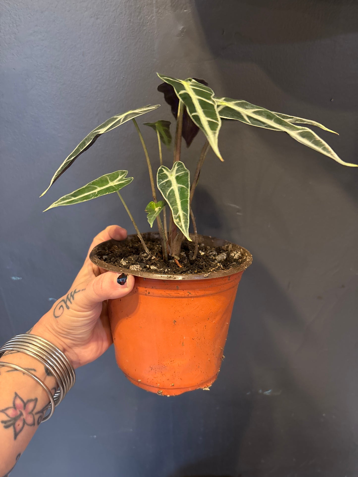 Alocasia Bambino