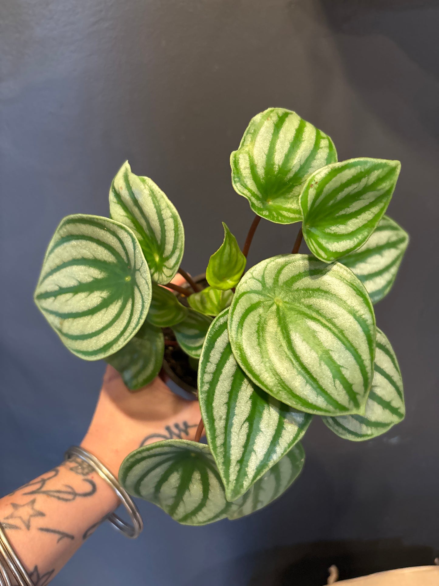 Peperomia Watermelon