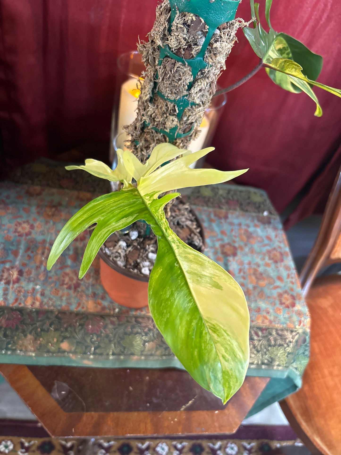 Florida Beauty Variegated Philodendron