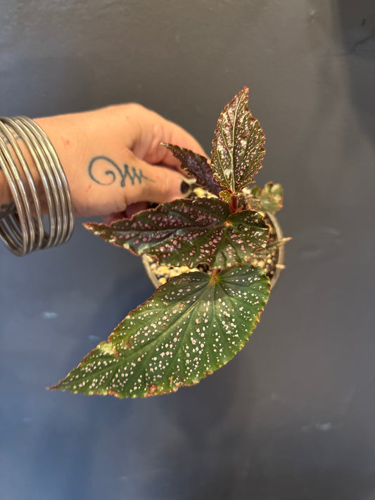 Angel Wing Begonia ‘Benigo Pink’