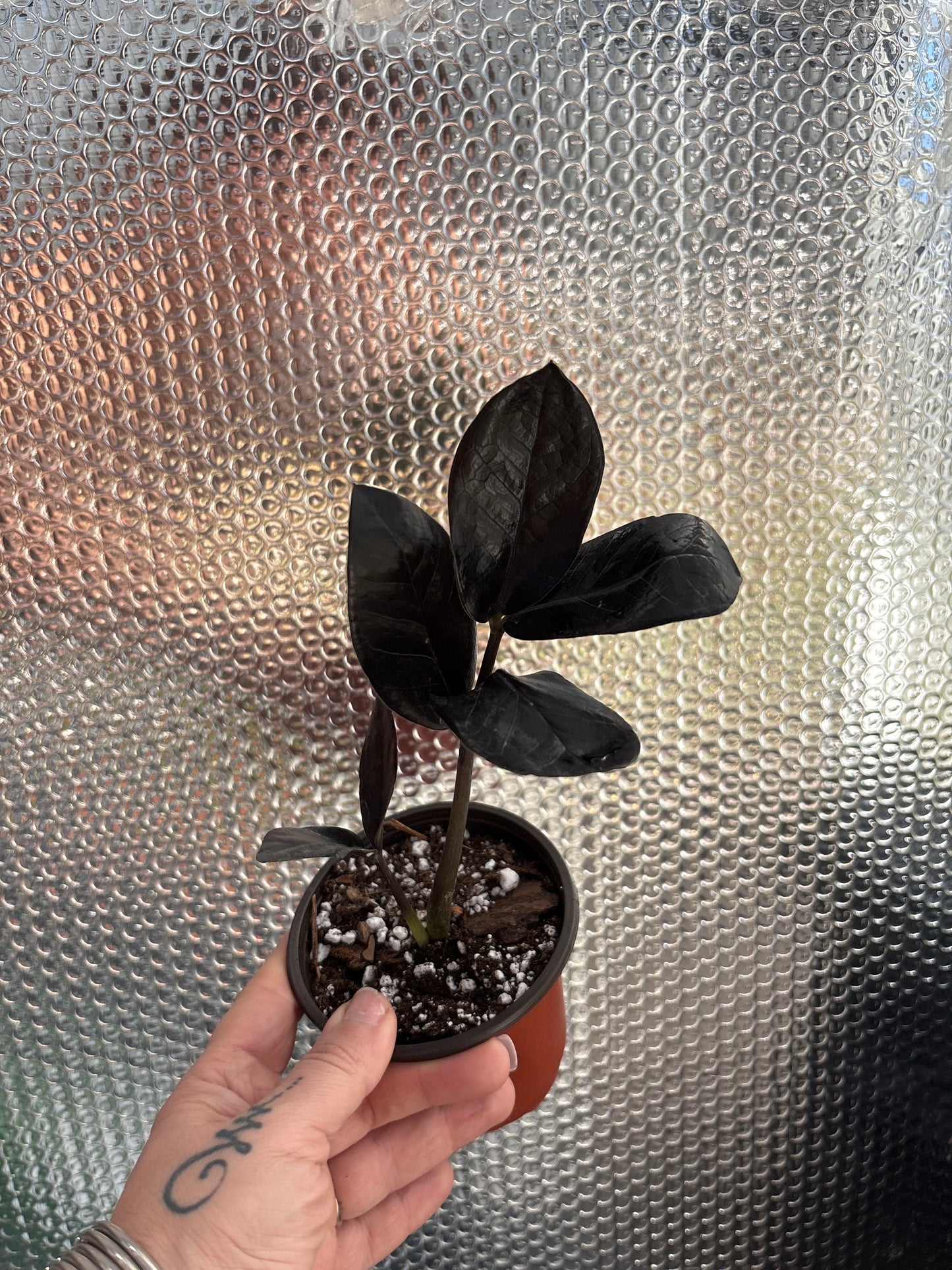 Zamioculcas zamiifolia ‘Raven’ (Raven ZZ Plant): The Bold Black Beauty