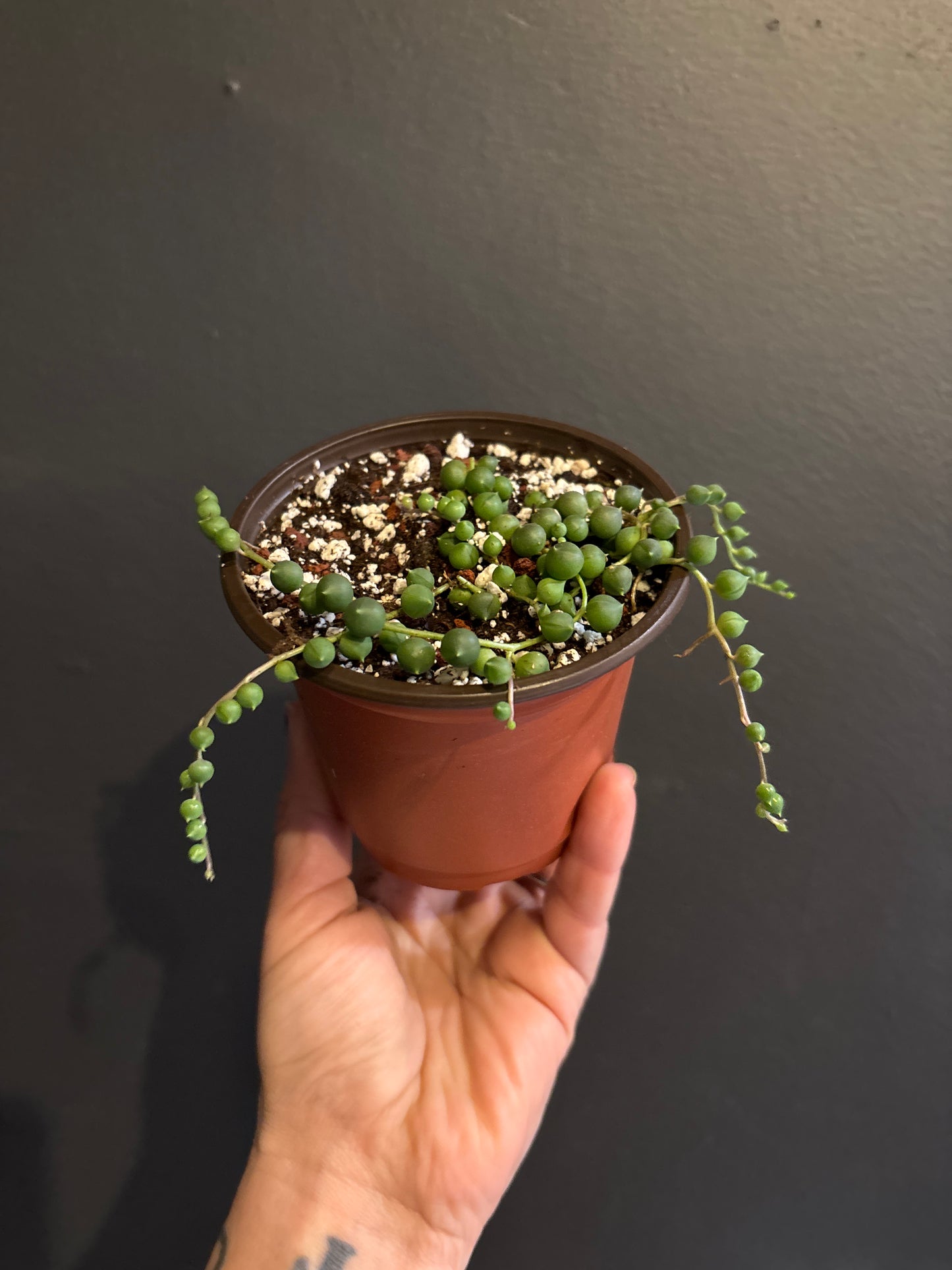 Senecio Rowleyanus - String of Pearls