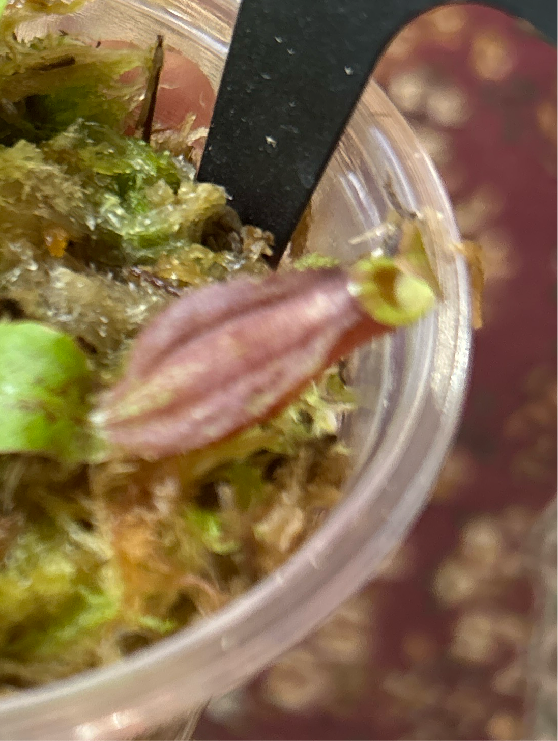 Nepenthes Mirabillis China x Bicalcarata - Carnivorous Plant