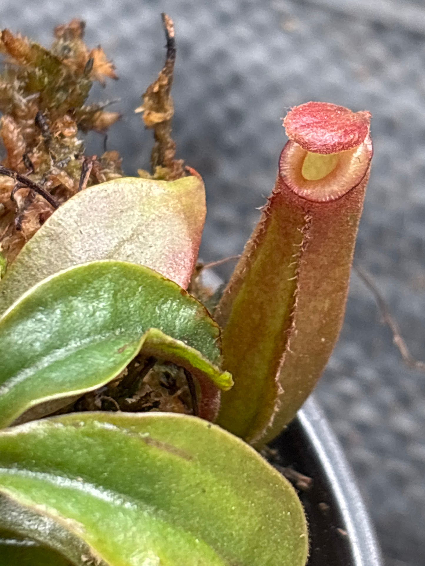 Nepenthes ‘Lady Luck’ Carnivorous Pitcher Plant