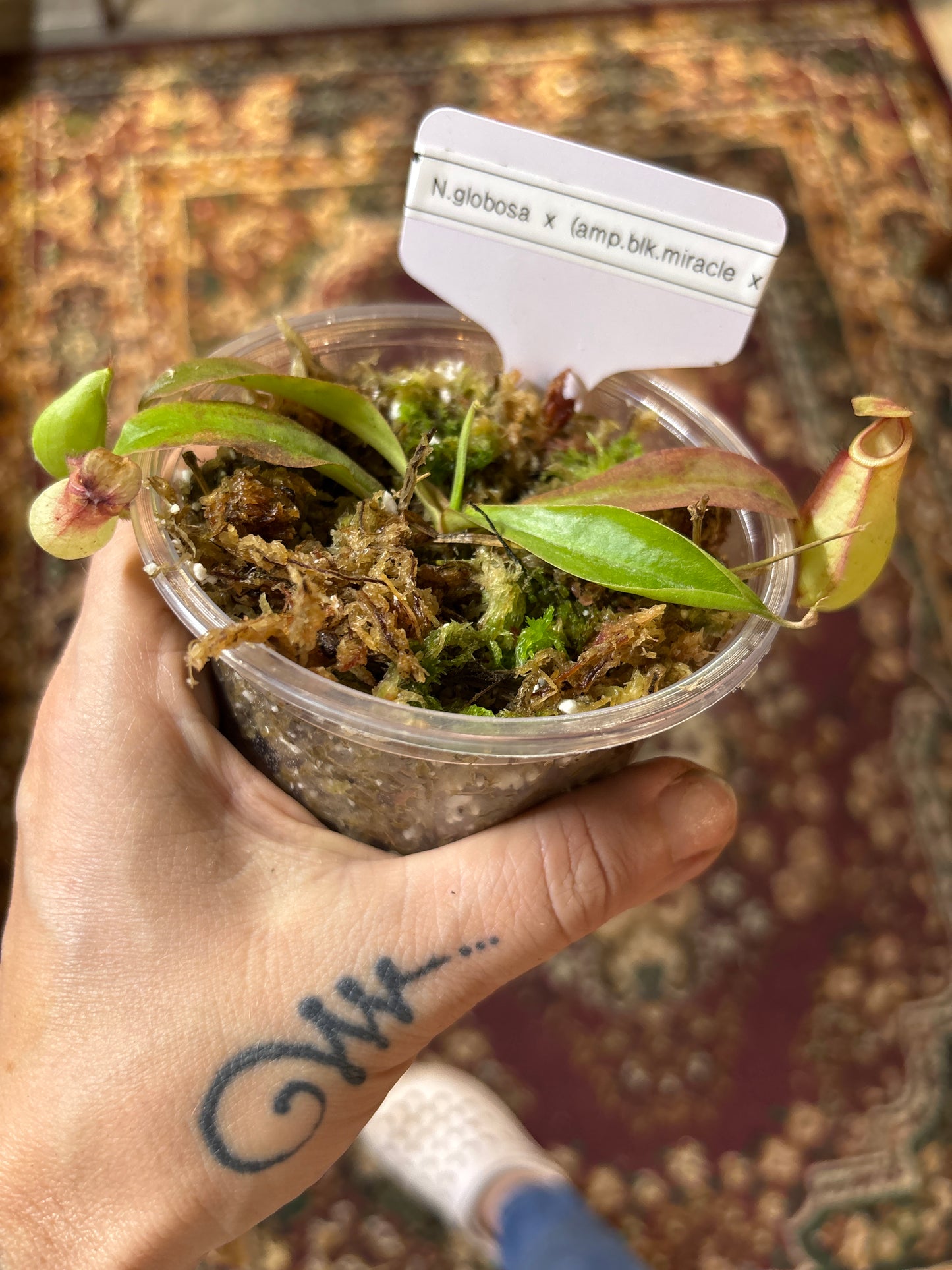 Nepenthes Globosa x (Ampullaria Black Miracle x Bicalcarata) - Carnivorous