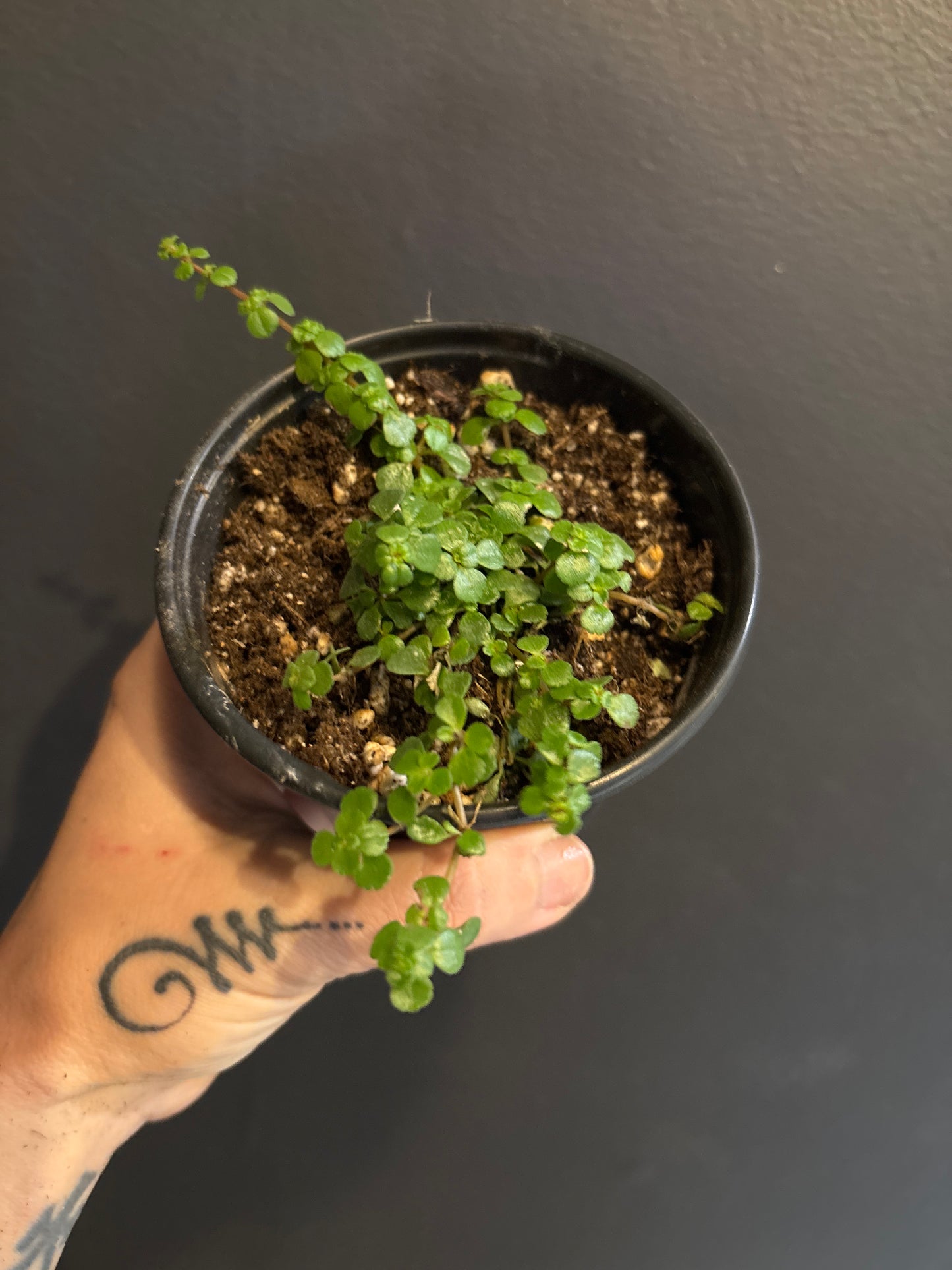 Pilea Depressa ‘Baby Tears’