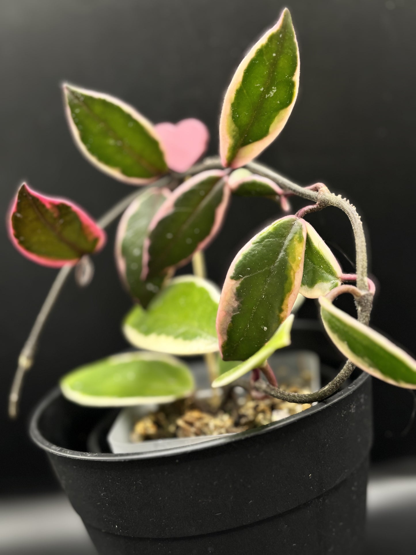 Hoya Flamingo Dream – A Stunning Collector’s Jewel with Colorful Foliage