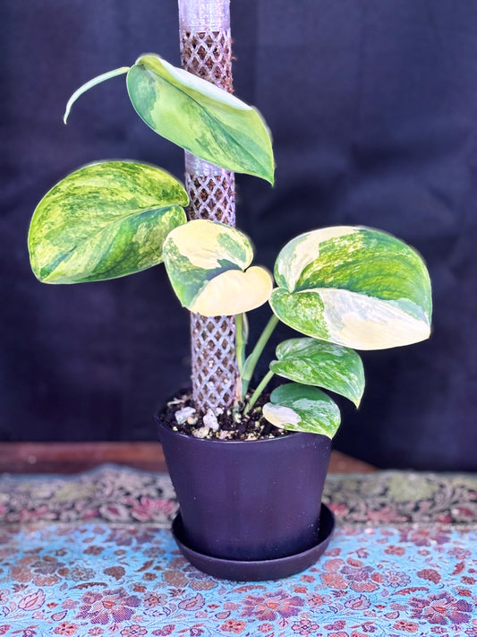 Scindapsus Jade Aurea Variegated Rare Mounted curio botanica