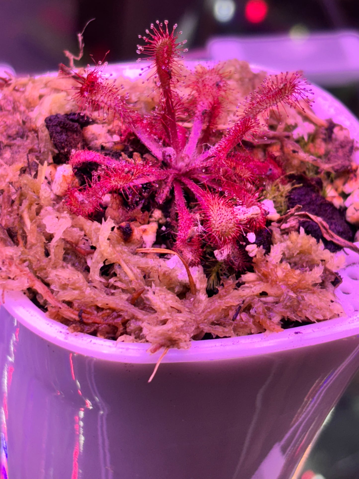 Drosera Collinsiae Carniverous Plant Sundew - Self Watering Pot