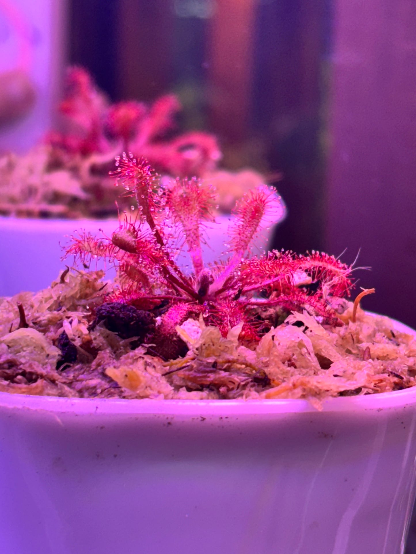 Drosera Collinsiae Carniverous Plant Sundew - Self Watering Pot