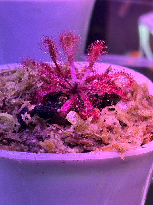 Drosera Collinsiae Carniverous Plant Sundew - Self Watering Pot