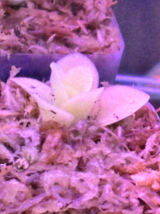 Pinguicula Gigantea - carnivorous plant