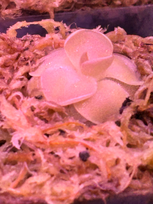 Pinguicula ‘Pirouette’ – A Graceful Carnivorous Jewel | Curio Plants
