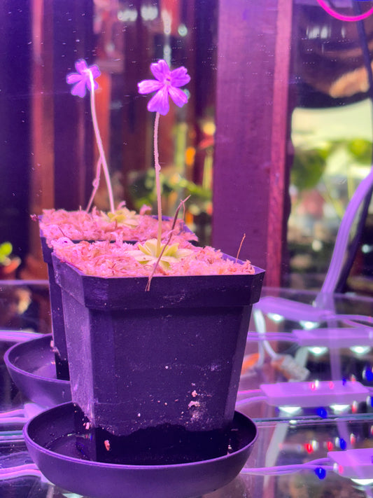 Pinguicula moranensis ‘Mexican Butterwort’ – A Carnivorous Jewel Draped in Dew | Curio Plants