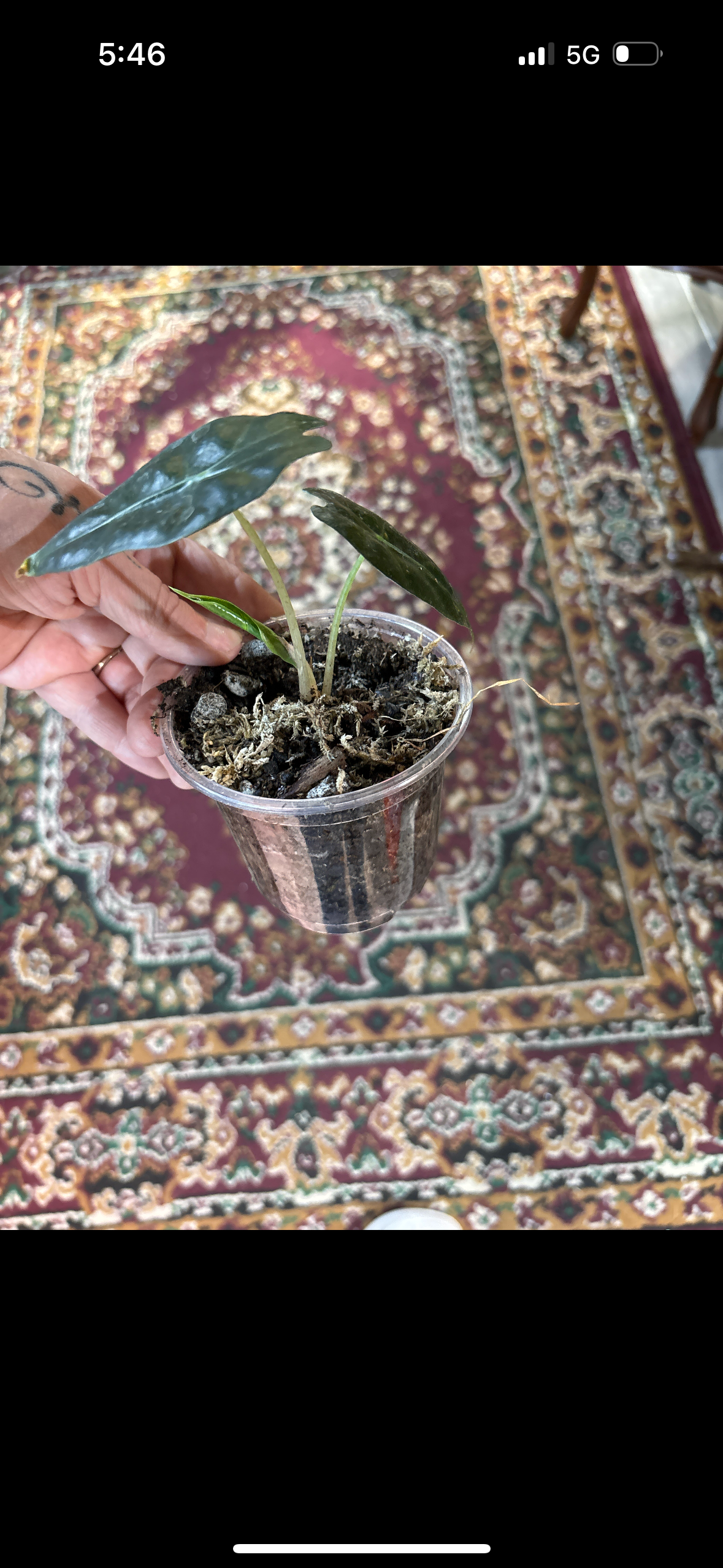 Alocasia African Mask