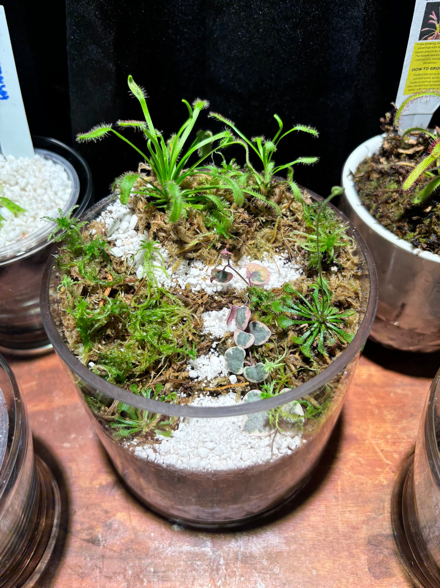 Sundew Carnivorous Plant Tiered Terrarium