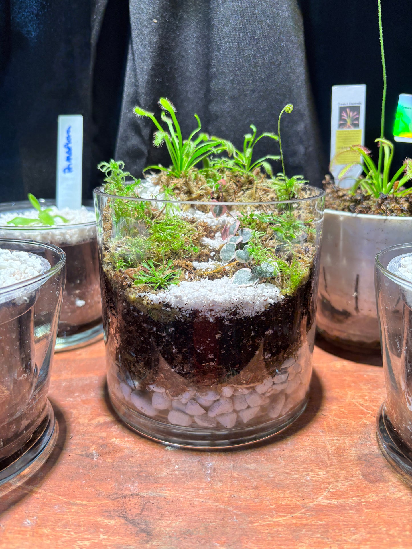 Sundew Carnivorous Plant Tiered Terrarium