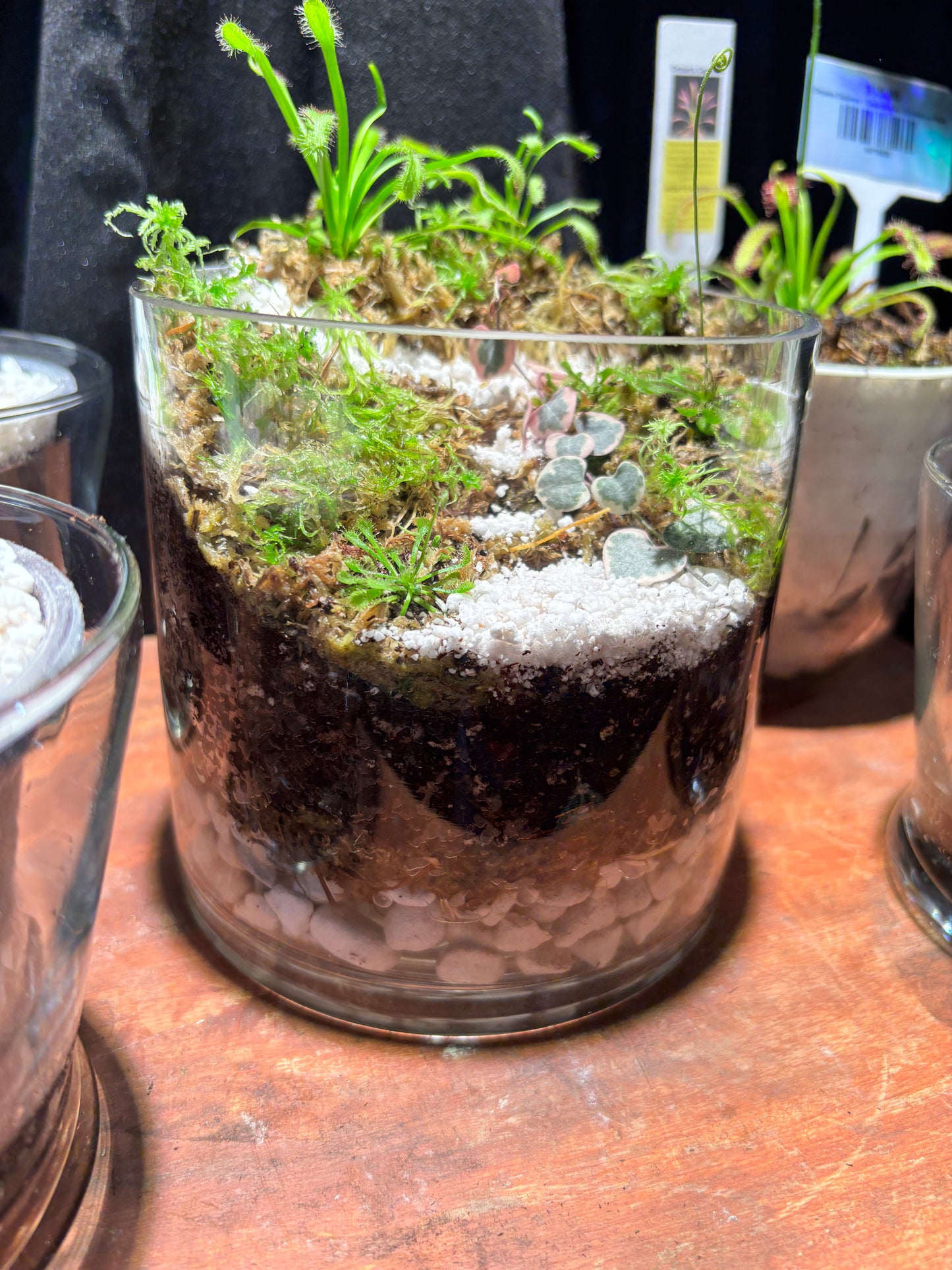 Sundew Carnivorous Plant Tiered Terrarium