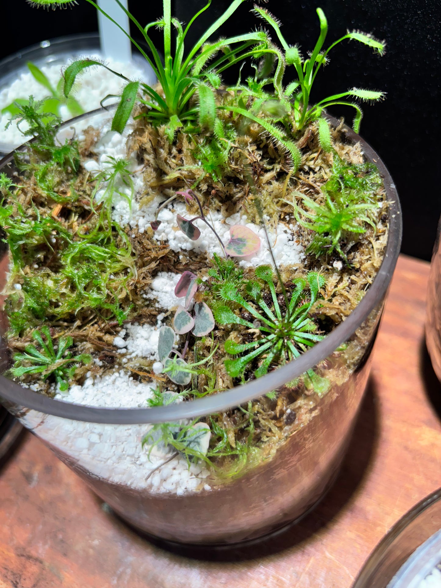 Sundew Carnivorous Plant Tiered Terrarium