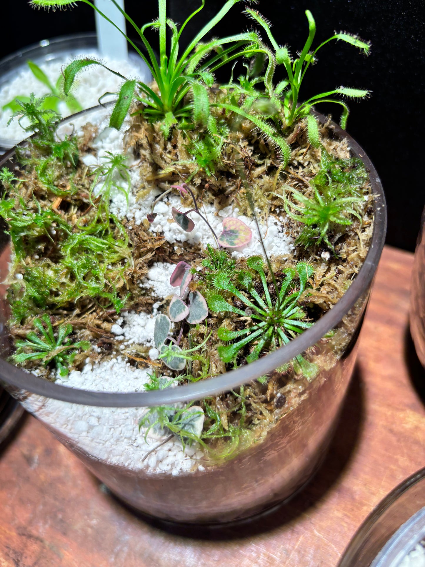 Sundew Carnivorous Plant Tiered Terrarium