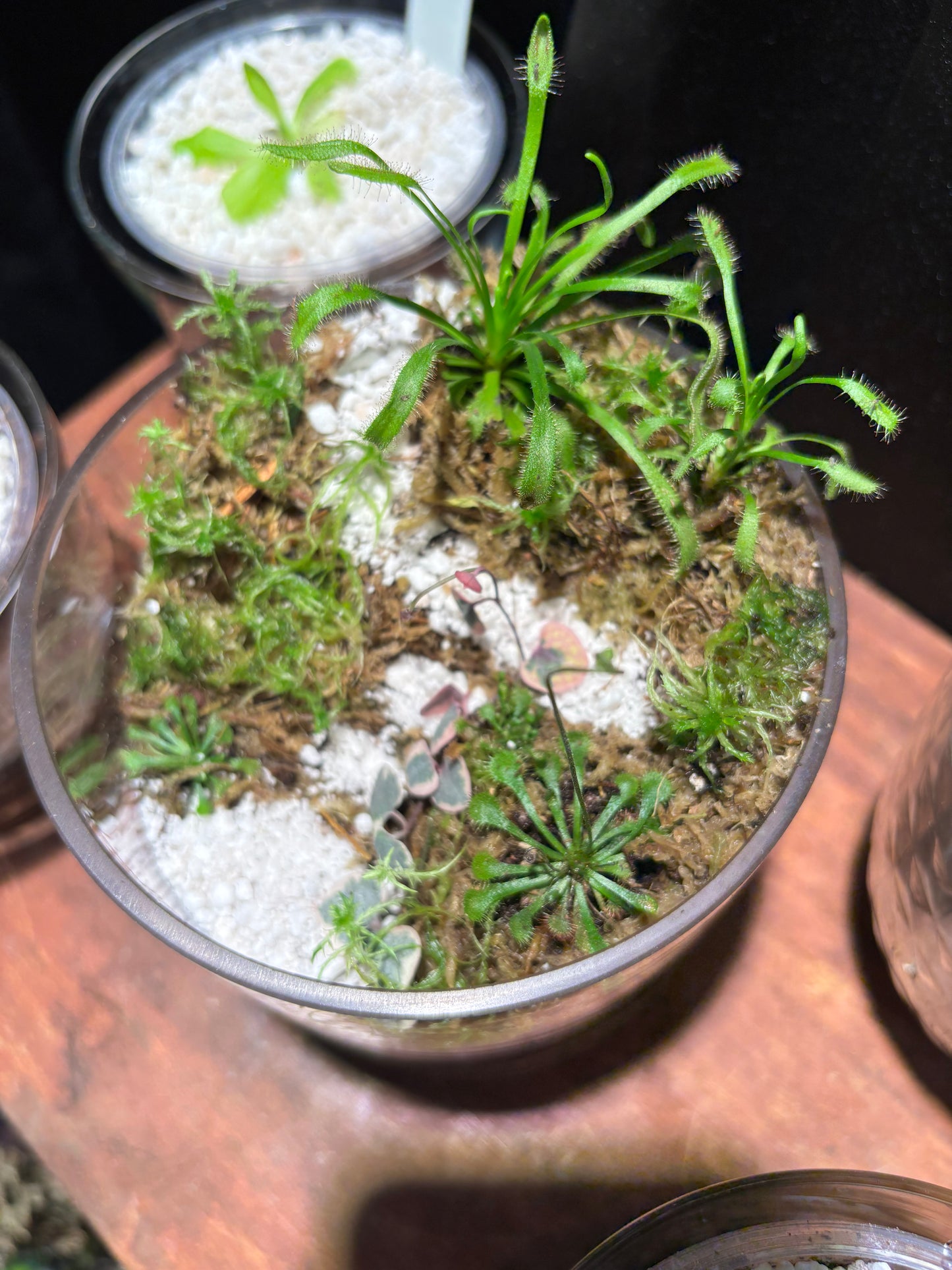 Sundew Carnivorous Plant Tiered Terrarium